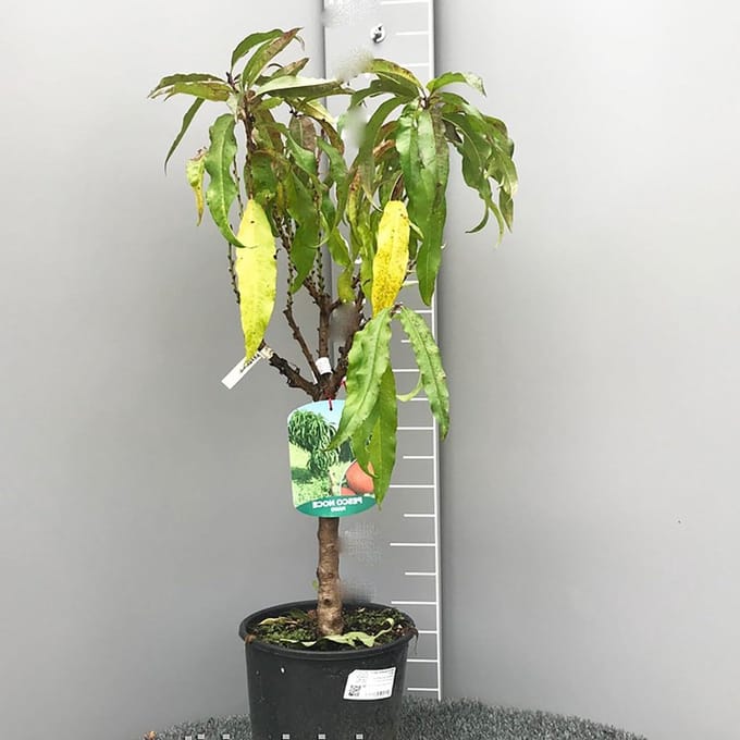 Dwerg Perenboom - Fruitplant Pot - Stadse Tuin - Combinatie Perzik Walnoot - 100-110 cm - Groen