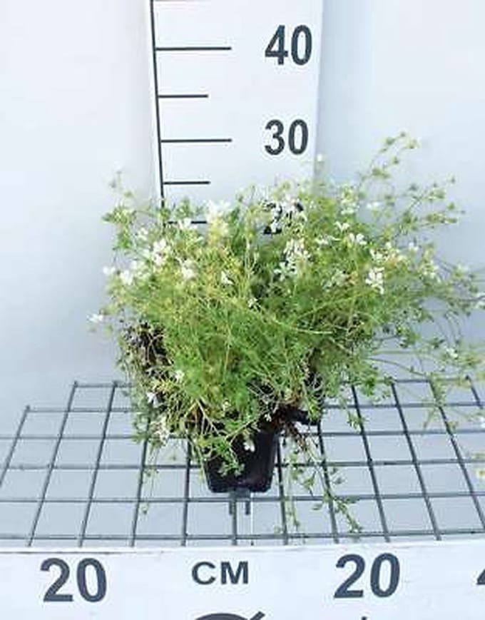 6x Mossteenbreek - Saxifraga (a) 'Schneeteppich' | 9x9 cm pot