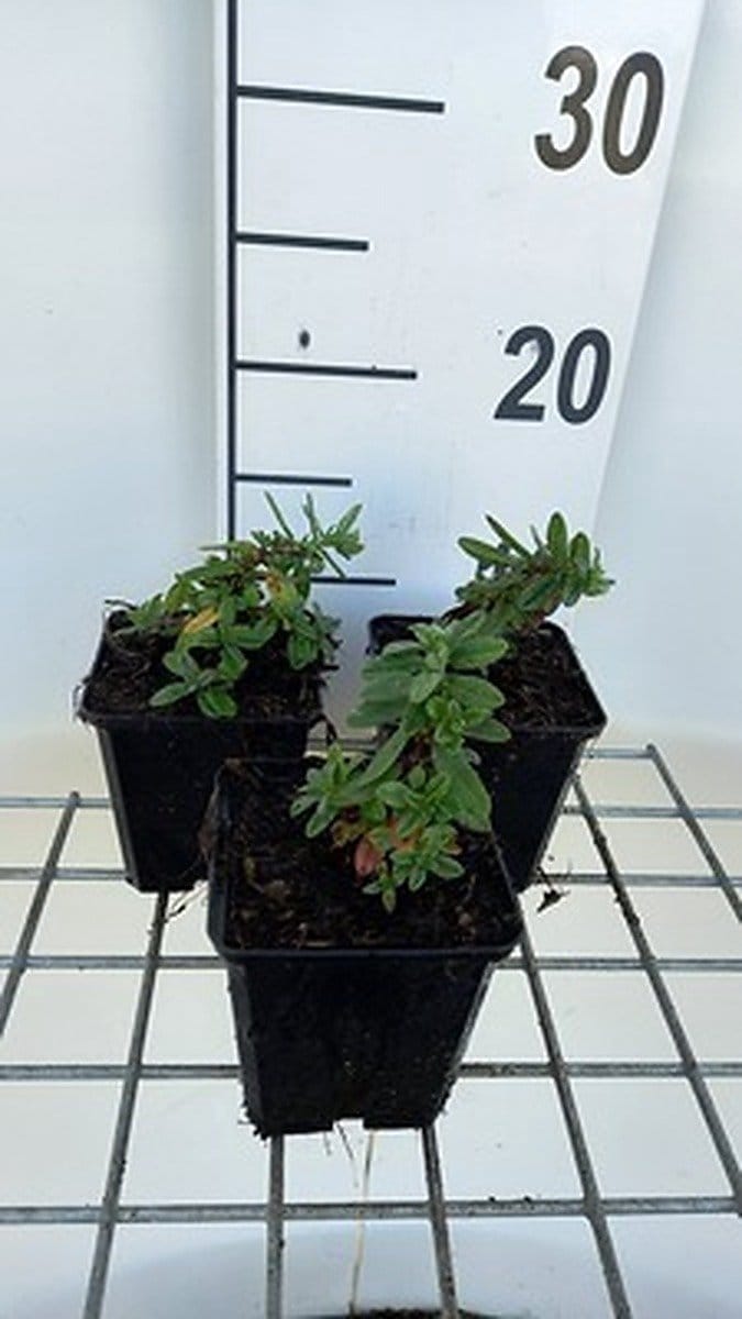 6x Zonneroosje - Helianthemum hybr. 'Elfenbeinglanz' | 9x9 cm pot