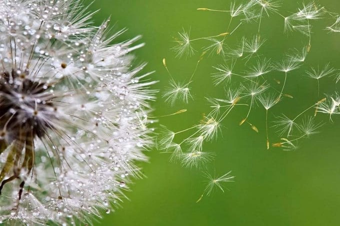 Fotobehang - Blowing Dandelion 375x250cm - Vliesbehang