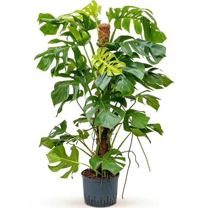 Hydroplant Monstera Deliciosa