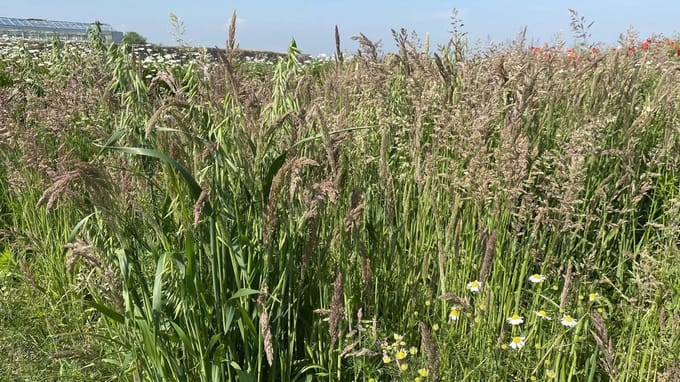 Wadi - Veldbloemenmengsel meerjarig - 100gr. - Advanta