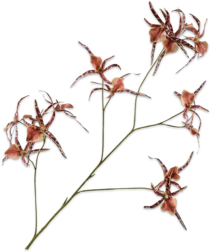 Silk-ka Kunstbloem-Zijden Bloem Orchidee Tak Bruin 100 cm