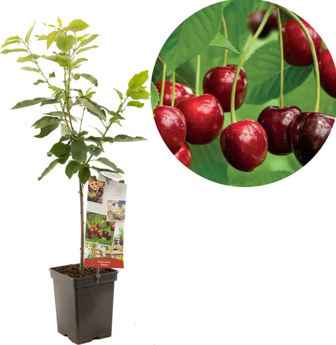 Prunus avium Lapins patio | zoete kers | Ø 18 cm