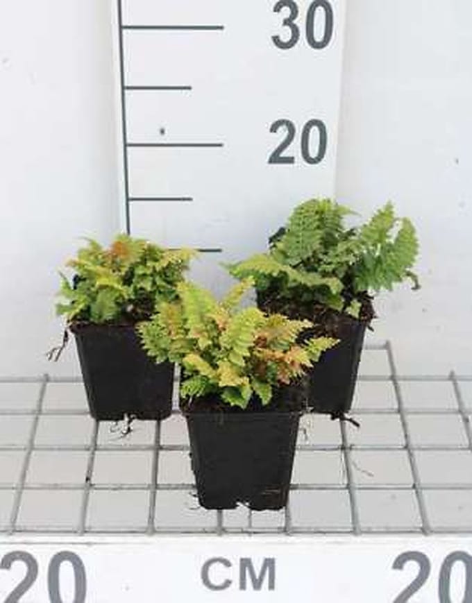 6x Zachte Naaldvaren 'Congestum' - Polystichum set. 'Congestum' | 9x9 cm pot