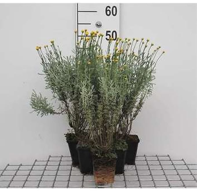 6x Heiligenbloem - Santolina chamaecyparissus | 9x9 cm pot