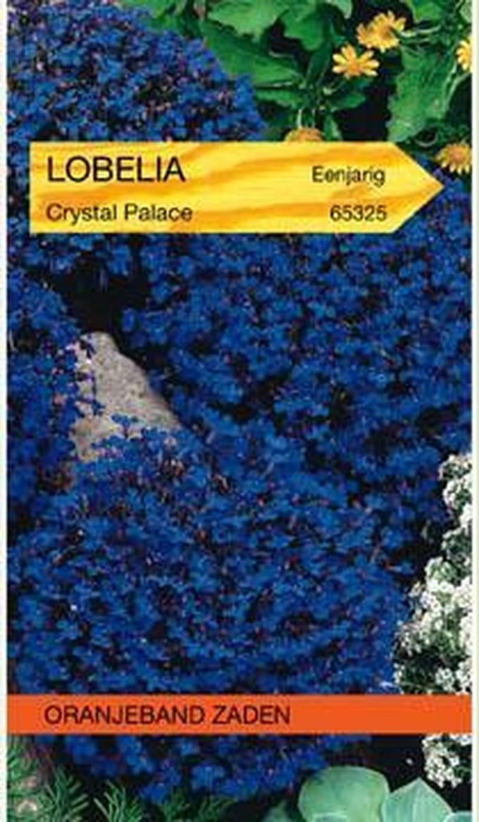 Lobelia Crystal Palace