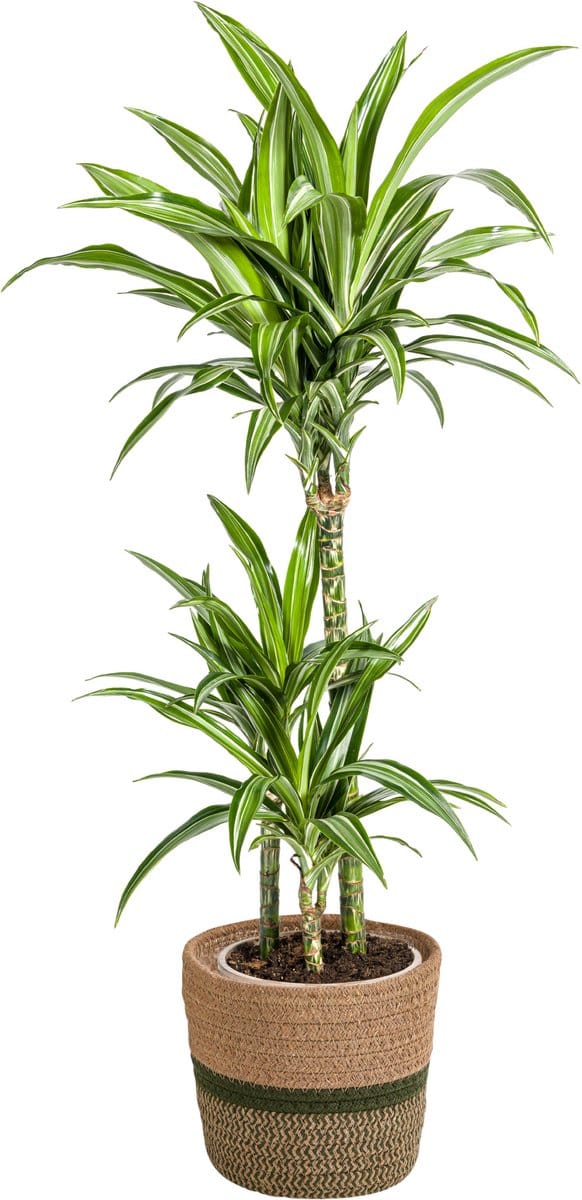 Lichtgroene Dracaena met witte strepen - 90 - 110cm - incl. mand Ø21cm