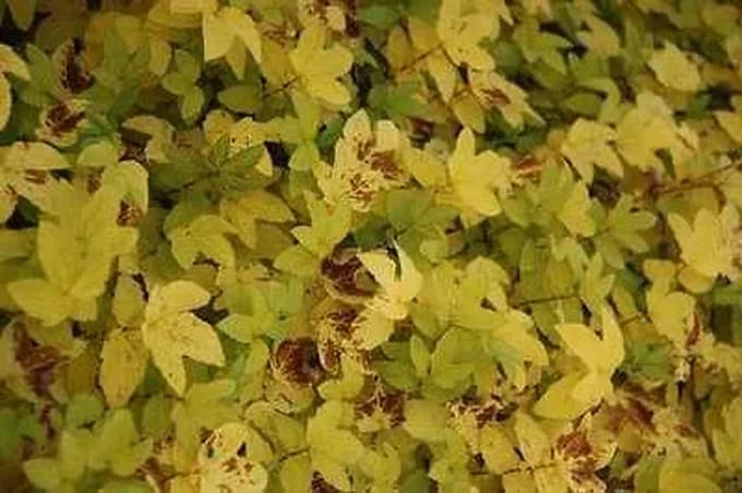 6x Mourasspirea - Filipendula ulm. 'Aurea' | 9x9 cm pot