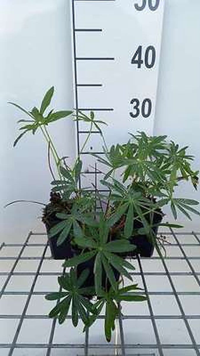 6x Lupine - Lupinus hybr. 'Minarette' | 9x9 cm pot