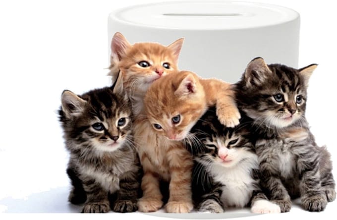 Spaarpot - Kittens - Poes