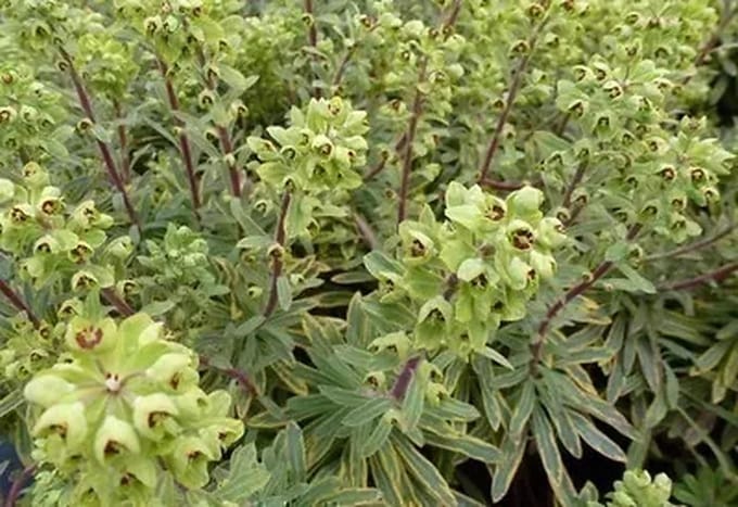 6x Wolfsmelk - Euphorbia hybr. Ascot Rainbow'® | 9x9 cm pot