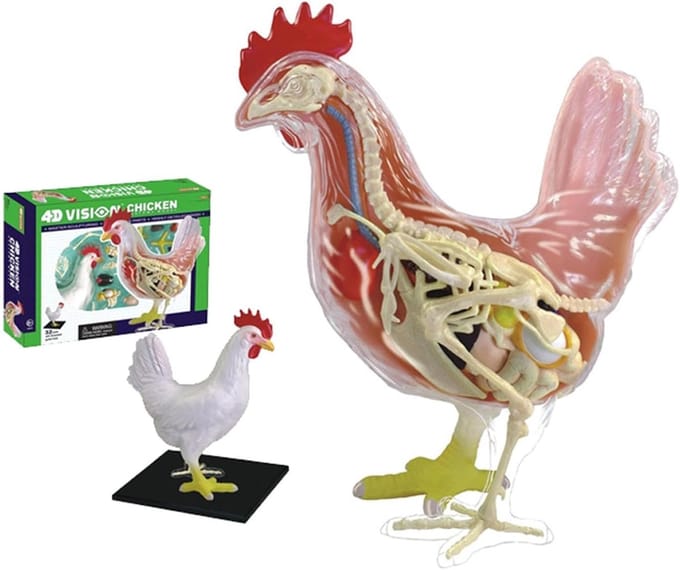 Kip Anatomie Model - Dier Model - Educatief Leren - 32 Afneembare Delen - 16cm Hoog - One Color