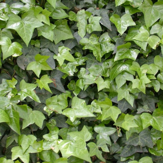 6 x Hedera Helix - Klimop pot 9x9cm - Groenblijvende Klimmer