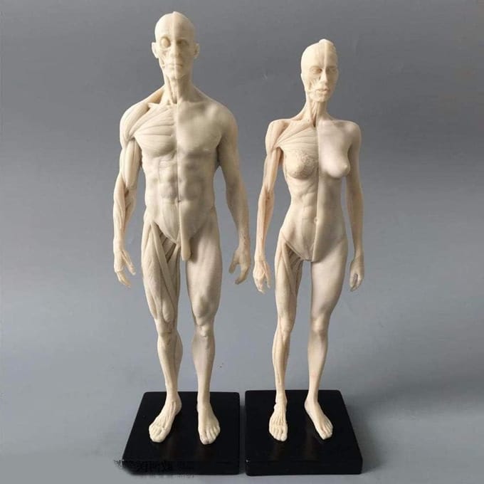 Anatomisch Model - Menselijk Lichaam - Tekenen Studeren - Gedetailleerde Spieren - 11 Inch - Wit