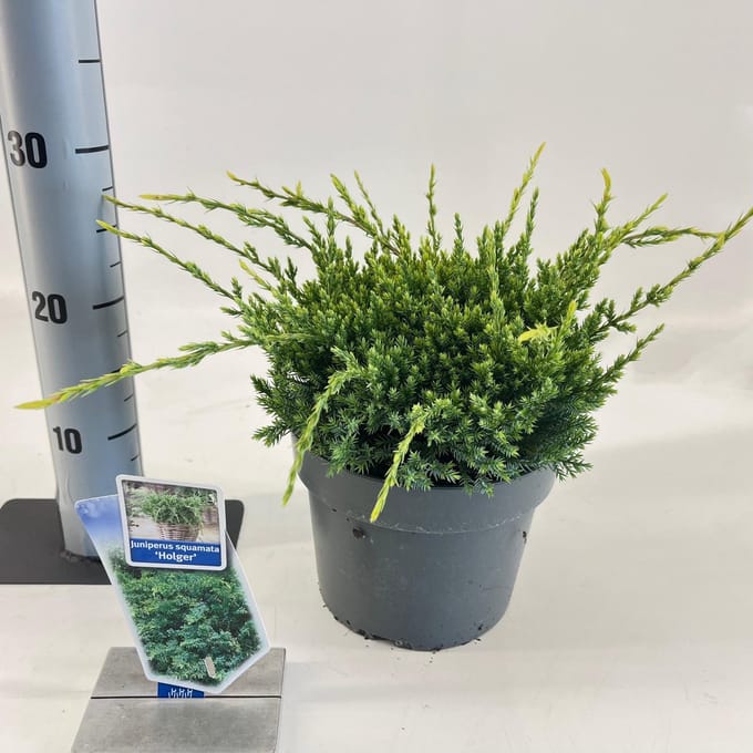 Juniperus squamata ‘Holger’ - Jeneverbes | 20-25 cm pot