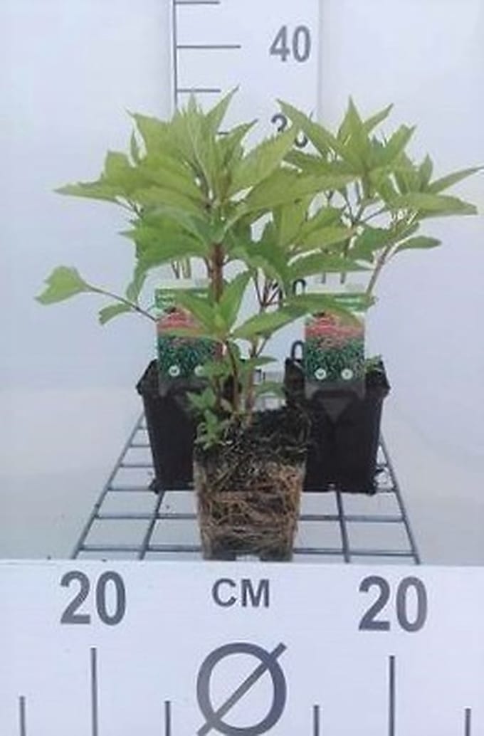 6x Leverkruid - Eupatorium mac. 'Atropurpureum' | 9x9 cm pot