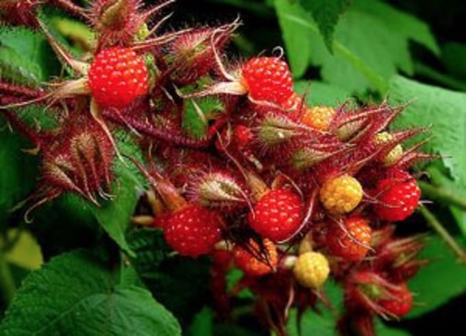 Rubus phoenicolasius - Japanse wijnbes in pot