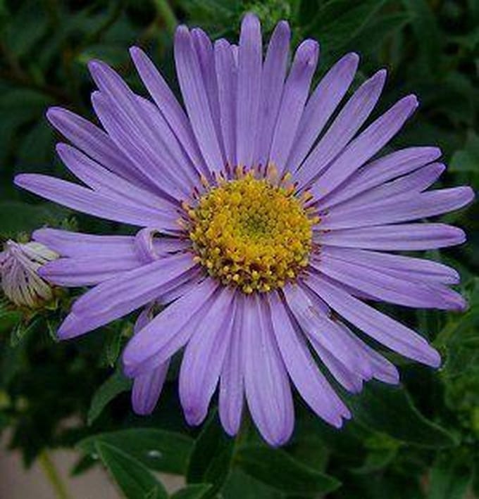 6 x Aster Frikartii 'Moench' - Aster Pot 9x9 cm - Lavendelblauwe Herfstbloei