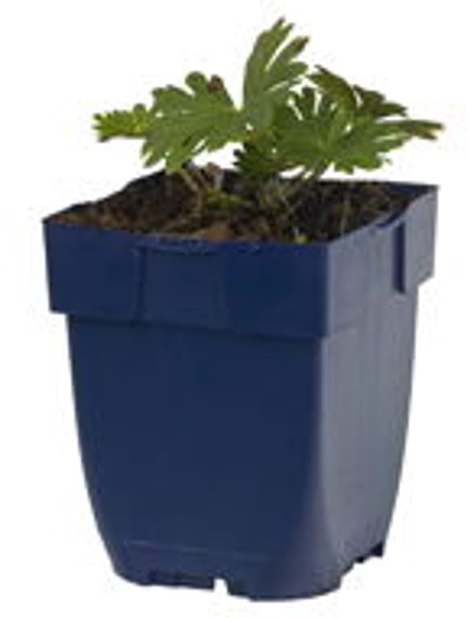 Griffioen - Geranium sang. 'Tiny Monster'