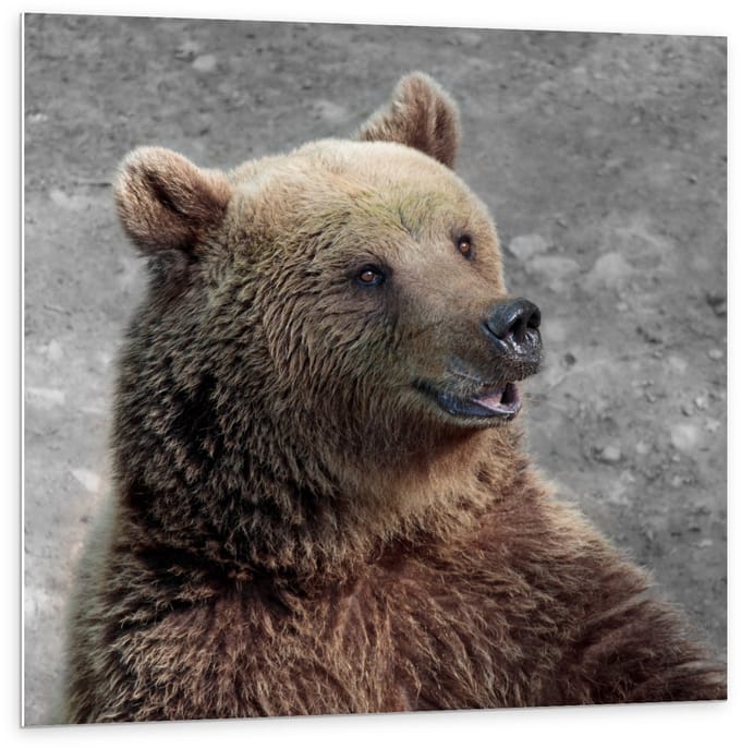 Forex - Verbaasde Grizzly Beer - 100x100cm Foto op Forex