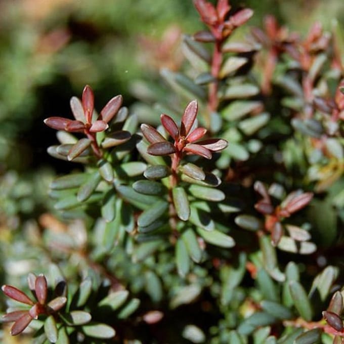 Podocarpus Lawrencii 'Red Tip' - Tasmaanse conifeer 20-25  cm pot