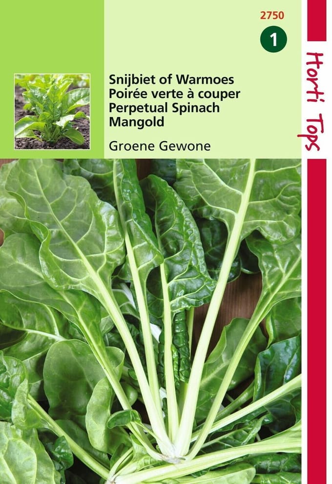 2 stuks Hortitops Snijbiet Groene Gewone
