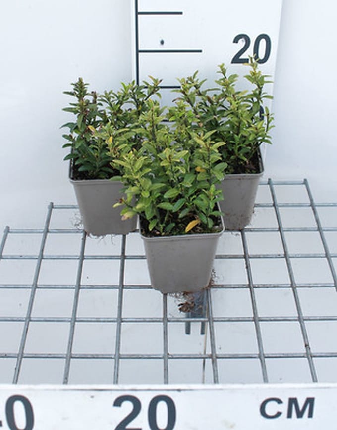 12x Kruipende Kardinaalsmuts - Euonymus jap. 'Microphyllus' | 9x9 cm pot