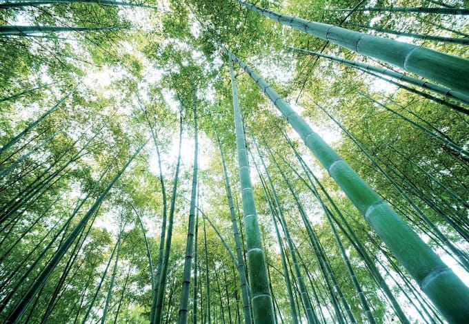 Fotobehang Forest Woods | PANORAMIC - 250cm x 104cm | 130g/m2 Vlies