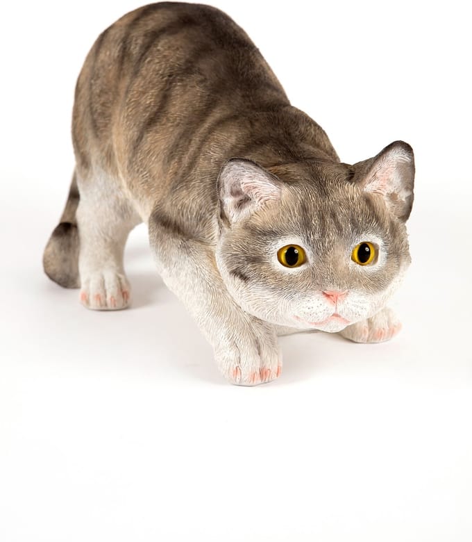 rondsluipende  Grijze kat