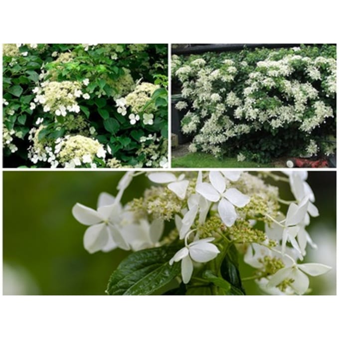 Klimhortensia Hydrangea petiolaris: 2