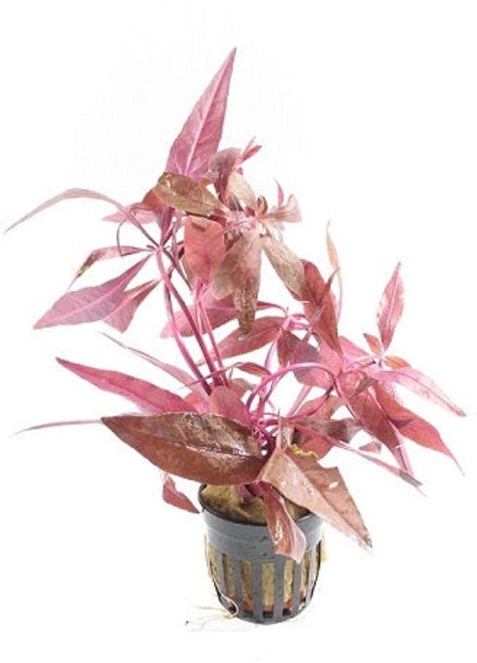 Moerings Alternanthera Sessilis | Koperkleurig papegaaienblad | In 5 cm pot