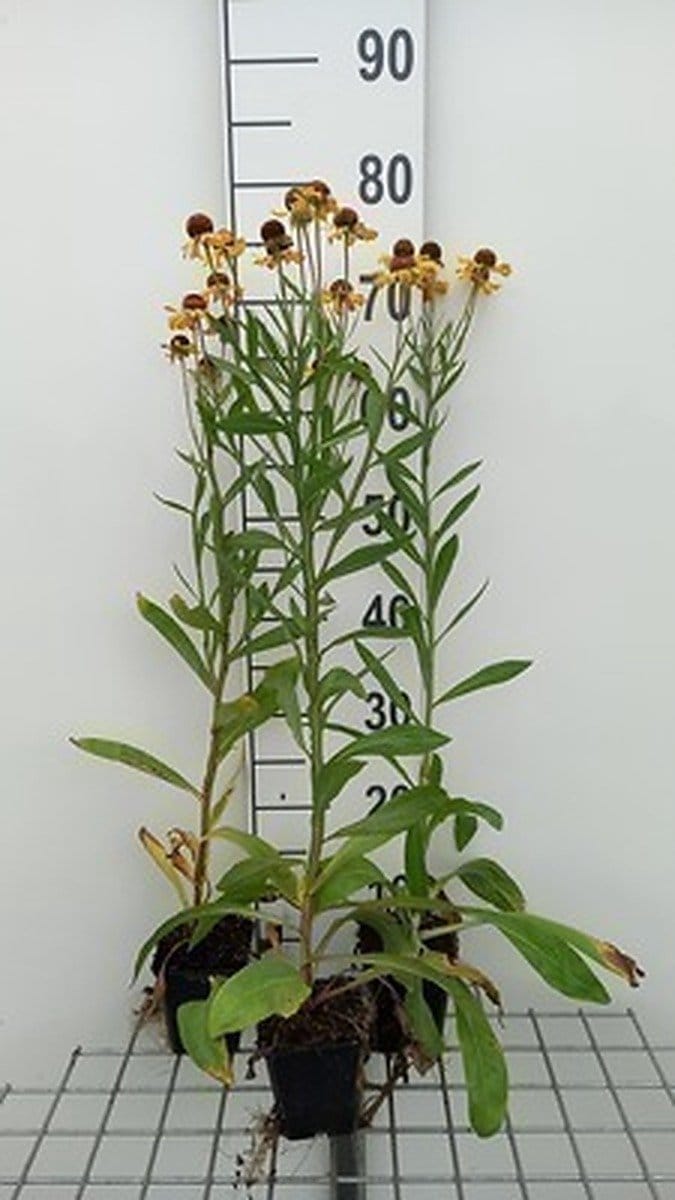 6x Zonnekruid - Helenuim hybr. 'Wesergold' | 9x9 cm pot
