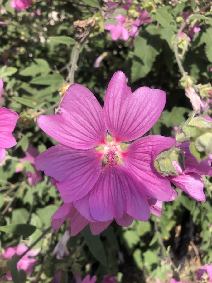 6x Malvastruik, struikmalva - Lavatera 'Rosea' | 9x9 cm pot