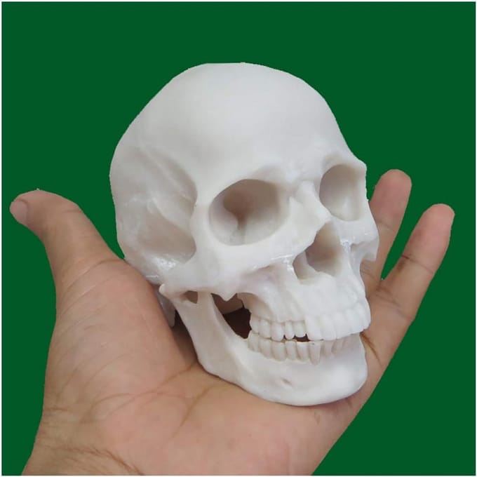 Schedel Model - Anatomisch Hoofd - Kunst Referentie - Realistische Details - 1:2 Schaal - Niet gespecificeerd