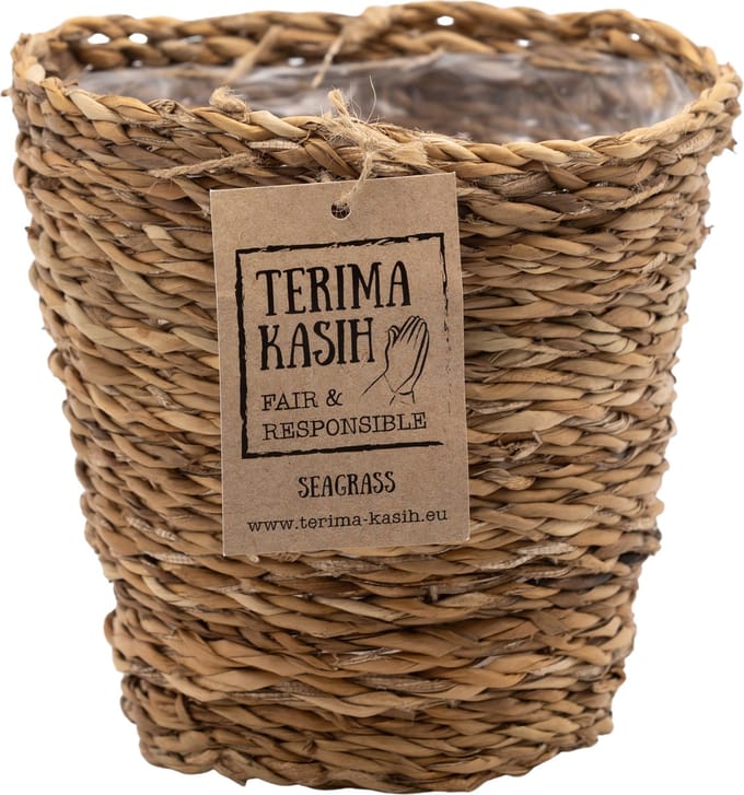 Bloomique - Mand Coco – Zeegras – Terami Kasih – – 10-15 cm - Pot 12 cm