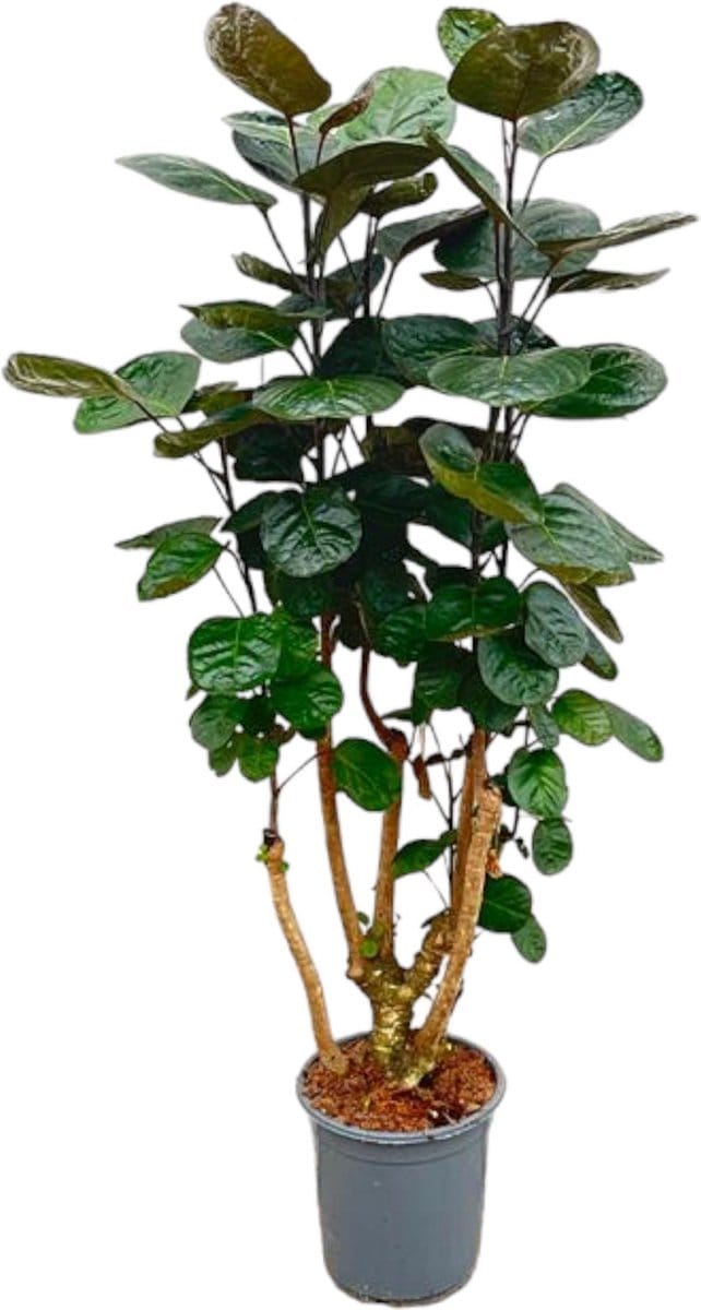 Polyscias Fabian Kamerplant/ Ming Aralia Kamerplant, 1 meter hoog - ø24