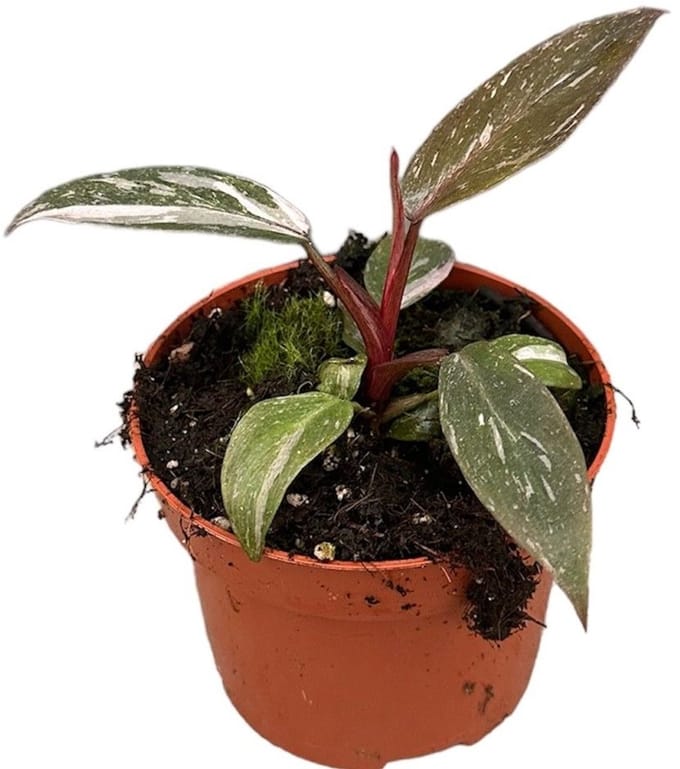 Philodendron Pink Princess Marble Kamerplant Potmaat Ø10,5 cm |Vers Van De Kweker