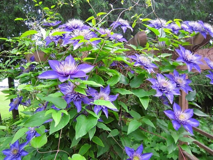4x Clematis, Kleur Blauw , Klimplant, Tuinplant, Clematis Multi Blue ↨65cm - Ø15