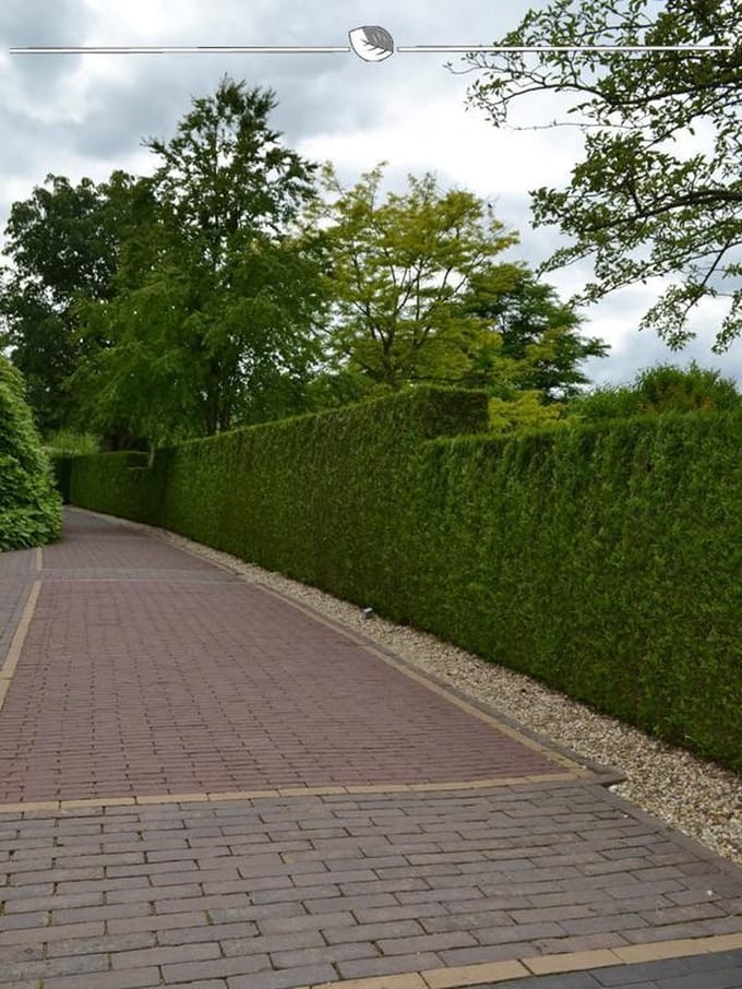 Levensboom Thuja plicata Martin 120-140 cm, 8x Haagplant
