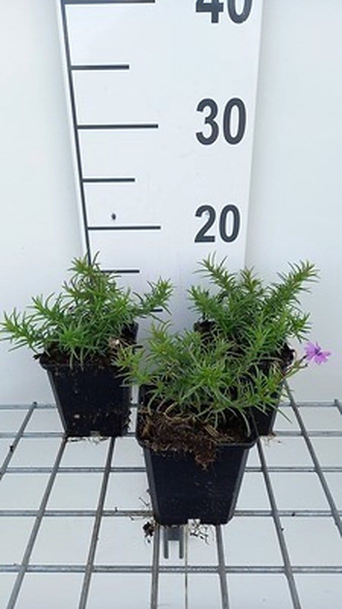 6x Vlambloem - Phlox (s) 'Purple Beauty' | 9x9 cm pot