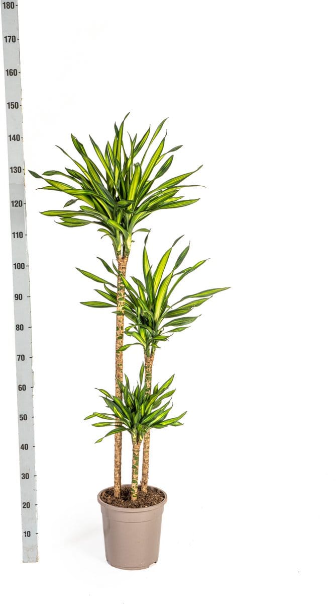 Dracaena Deremensis Rikki Ø24cm - 140cm