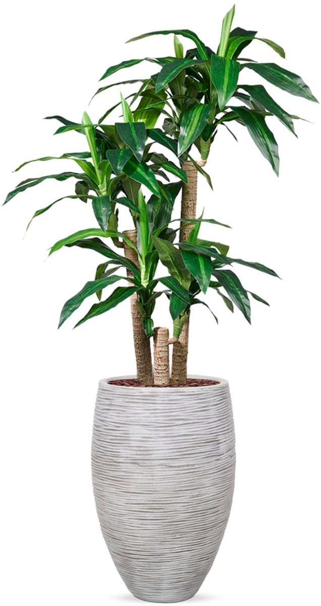 Kunstplant Dracaena fragans in Vaas elegant Rib ivoor H155 cm