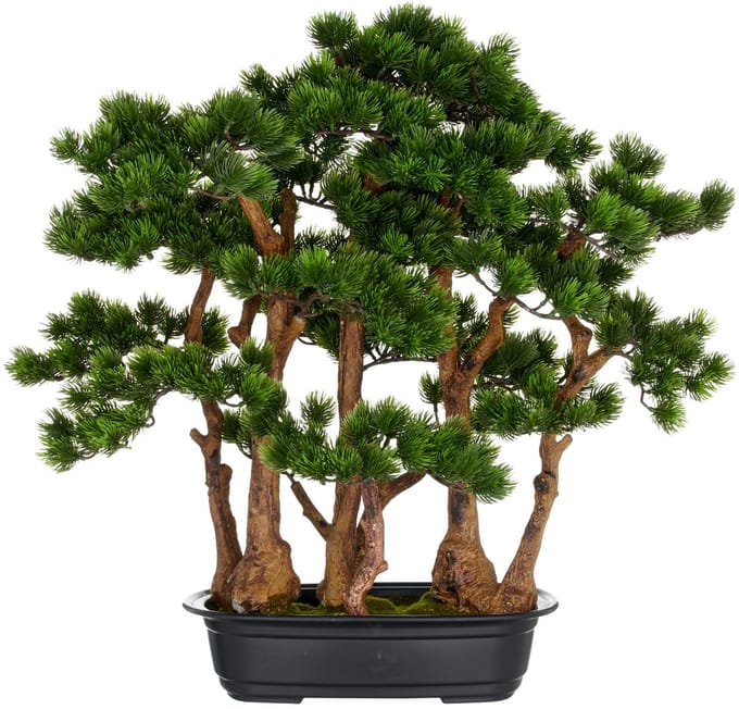 Kopu dennen Bonsai Circa 60 X 60 cm - In Een Zwarte Plastic Pot