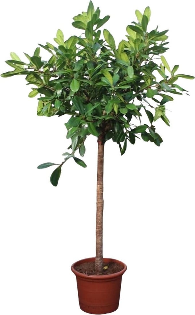 Ficus Cyathistipula boom - 250 cm - ø50
