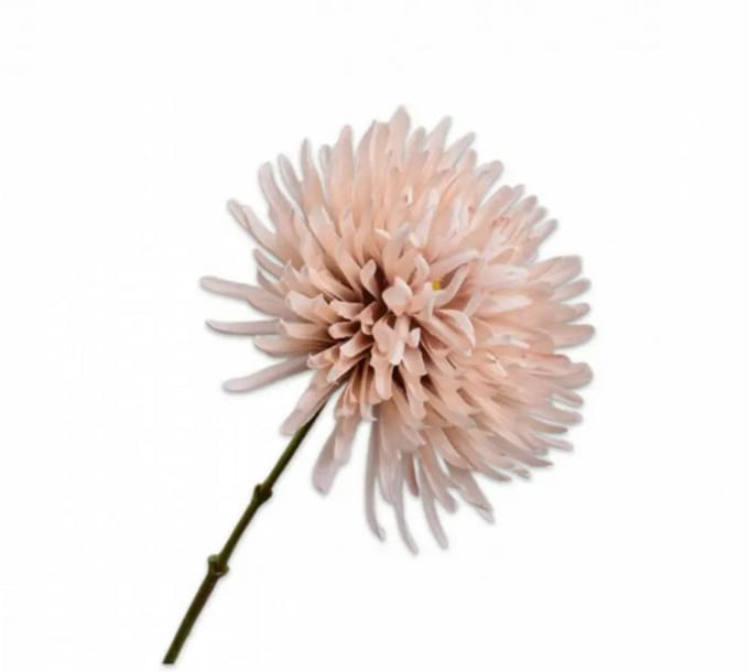 Chrysant tak beige 60 cm