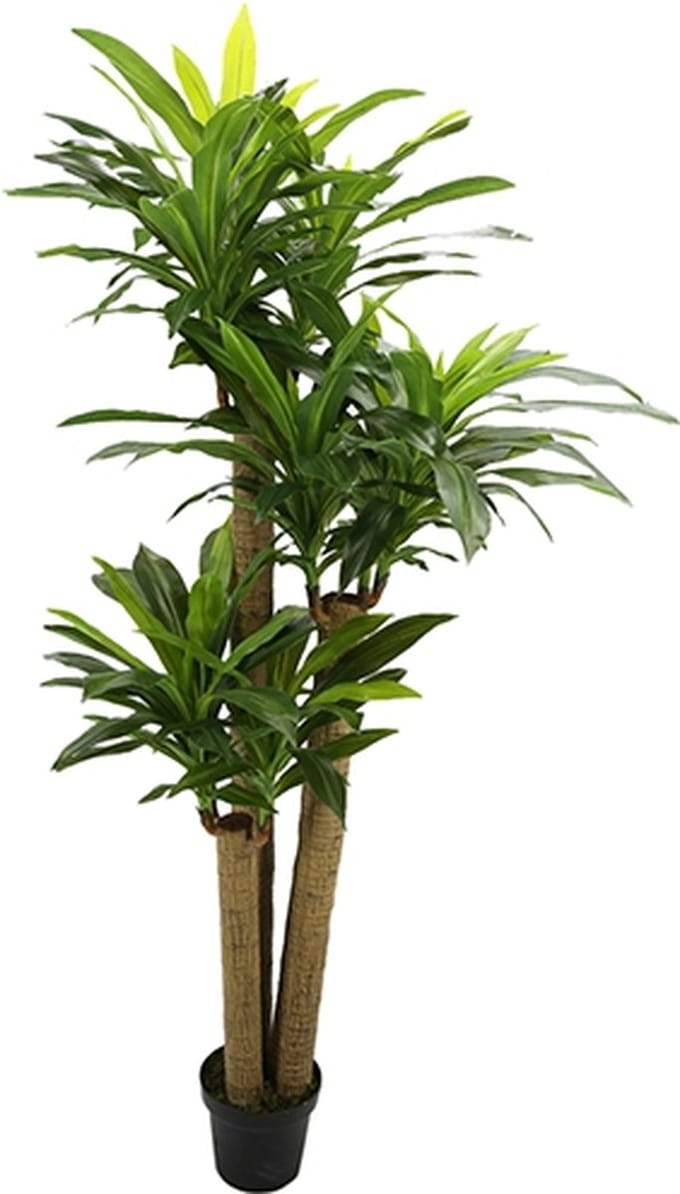 Kunst Corn Stalk Dracaena - 190 cm