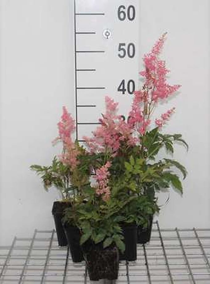 6x Prachtspirea - Astilbe (a) 'Fanal' | 9x9 cm pot