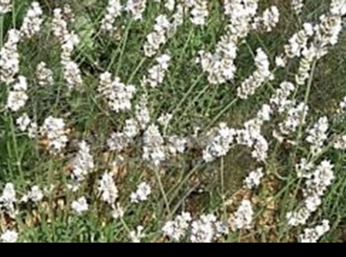 2 x Lavandula int. 'Edelweiss' - Lavandin, Lavendel In pot 2 liter