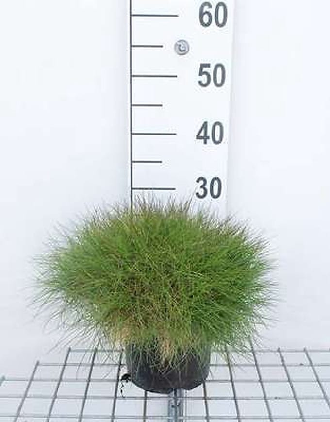 Zwenkgras - Festuca gautieri ( scoparia) | 3 liter pot